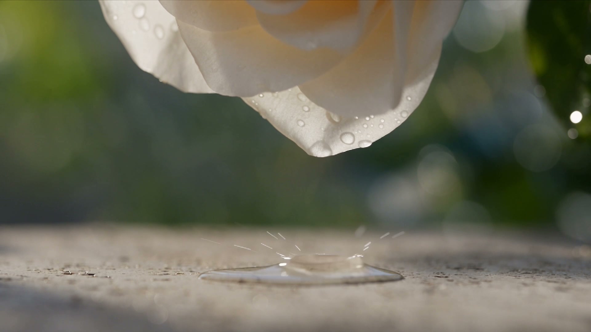 Water and petal macro detail